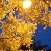 花少家族【小少】的头像
