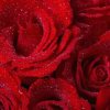 玫瑰花開的头像