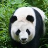 向前看的头像