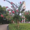 《灿玲主唱》晓虹的头像
