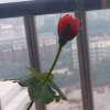 层林尽染的头像