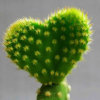 仙人掌的头像