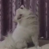 紫『』依的头像