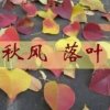 秋风落叶的头像