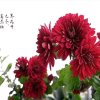 岁月琴声依旧。的头像