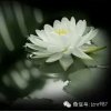 莲的头像