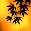 枫叶的头像