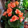 晓花的头像