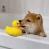 Melody芒果*的头像