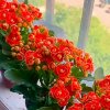 A花好月圆的头像