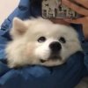 木也快戴耳机的头像