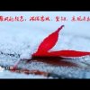 H红枫F的头像