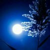 夜的头像
