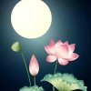 菩提的头像