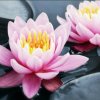 吉祥莲花的头像