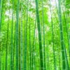 快乐的头像