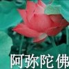 香香的头像