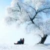 雪豹的头像