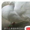 巢穴（停币）的头像