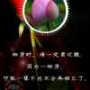 为你守候的头像