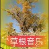 戈壁草根的头像