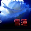 雪莲的头像