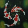 （美之梦）水族的头像