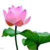 荷花的头像