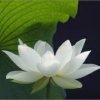 莲花的头像