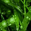 雨后的小草的头像