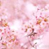 冰“吻”旱“”的头像