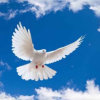 自由飞翔的头像