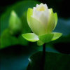 清水小金鱼的头像