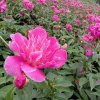 靖王府♀ 秋雨菲菲的头像