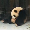波摇金影的头像