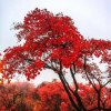♪香山红叶♪的头像
