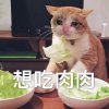 舞血残阳的头像