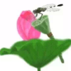 蜻蜓点水的头像