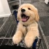 李狗蛋ᙆ的头像