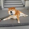 安遇的头像