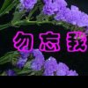 勿忘我的头像