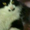 太空猫的头像