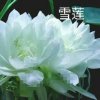 雪莲的头像