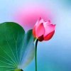 幸福花的头像