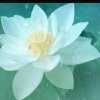 春暖花开的头像