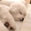 ༉肥肥璇࿐的头像