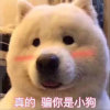 周小伦的头像