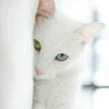 かえて、的头像
