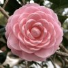 蓝 mo one的头像
