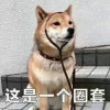 motto長耳朵的头像